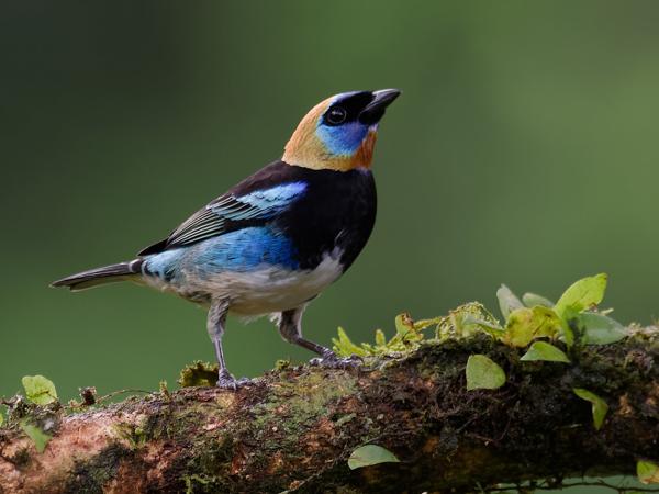 <h3><a href="/trips/costa-rica/biota/animalia/chordata/aves/040 passeriformes/127 thraupidae/tangara larvata/tangara larvata-nl.html">Tangara&nbsp;larvata</a> / Golden‑hooded&nbsp;tanager / Purpermaskertangare</h3>OM-1 met M.300mm F4.0 + MC-14, 1/800 sec  bij F5.6, ISO 4000, afstand 7.64&nbsp;m
